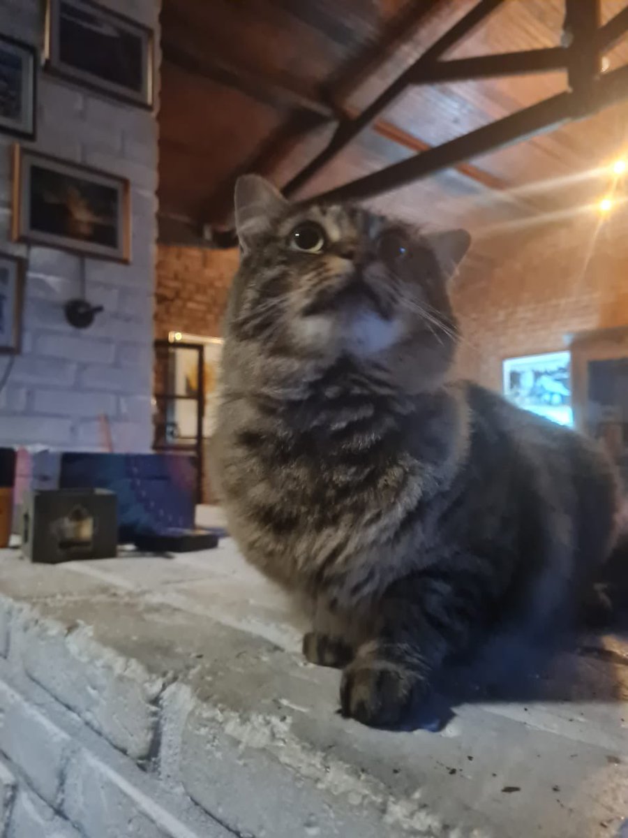 Todo Dia Gatinhos 🐾 tweet media