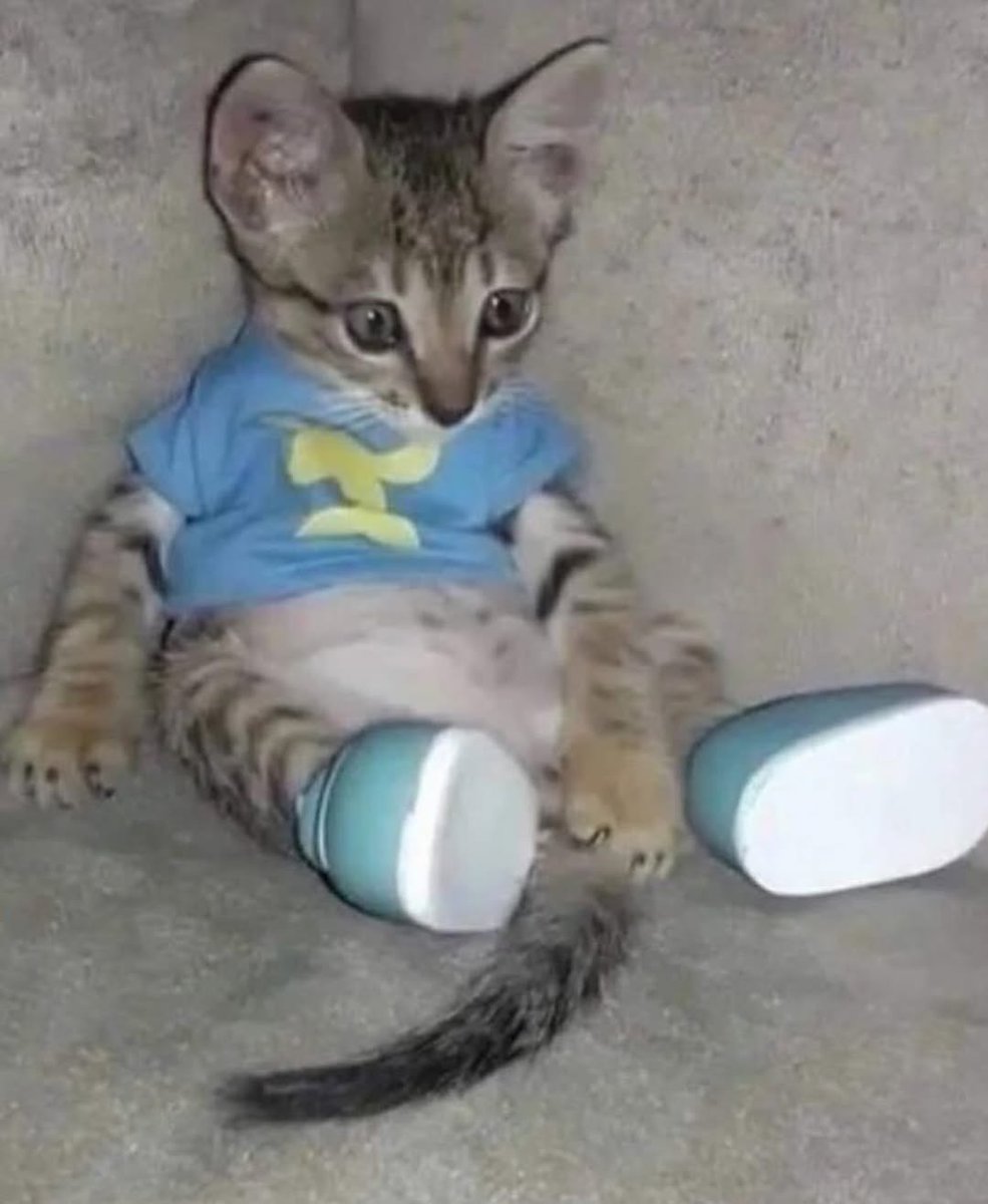 Catsillyness's tweet image. 