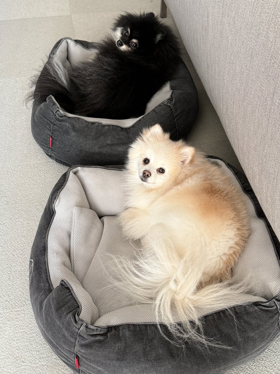 【ポメラニアン クロ】 2021.2.22 / クロくん / ポメラニアン / 3歳 | アニフェア(anifare