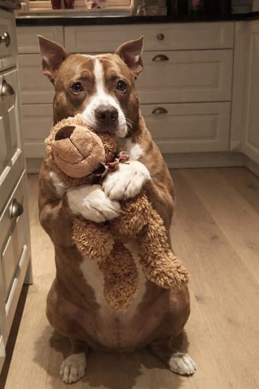 MrPitbull07's tweet image. We adopted Barnaby to die.
I know that sounds harsh—but it’s the truth.

He was 15 years old.
A senior Pit Bull with cloudy eyes and a slow, careful walk.

The shelter paperwork said “Hospice Foster.”

His family had surrendered him because he “slept too much” and struggled to…