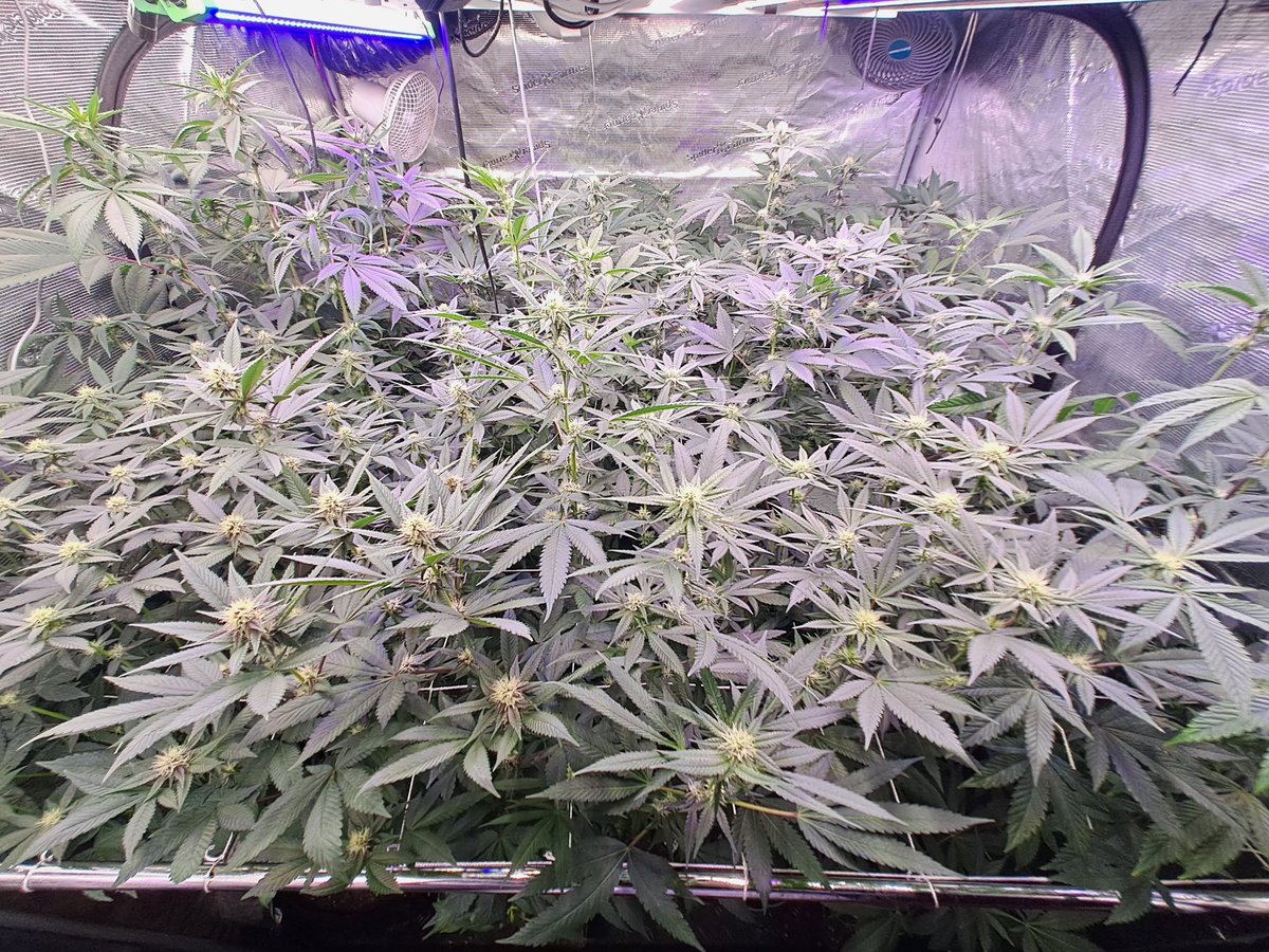 TempusfugitGen's tweet photo. powered by the System control Tent X TCS-1 @trolmaster. Nutrients: Bioline @ghfeeding Light from @medicgrow and Compost tea @Biotabsofficial https://t.co/jrV0IerYKN