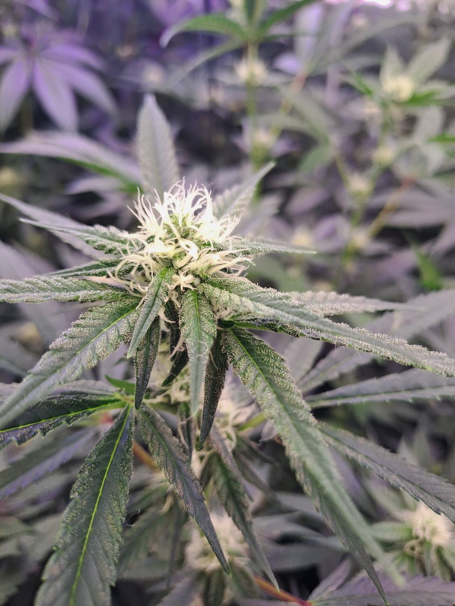 TempusfugitGen's tweet photo. powered by the System control Tent X TCS-1 @trolmaster. Nutrients: Bioline @ghfeeding Light from @medicgrow and Compost tea @Biotabsofficial https://t.co/jrV0IerYKN