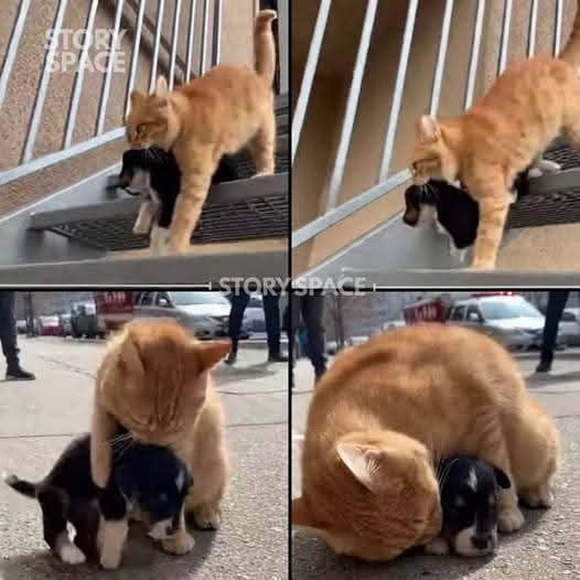 Crazy Vibes tweet media