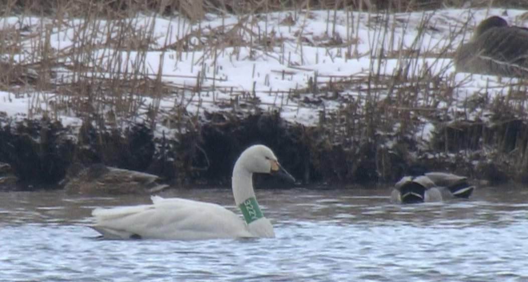 【今朝の福島潟】
ホームページ（intelinkgo.com/swaneyes/jp/）のリストにないから御新規さんかな。
スタッフ撮影。潟カメラより
（な
#福島潟　#コハクチョウ #SwanEyes #緑322Y