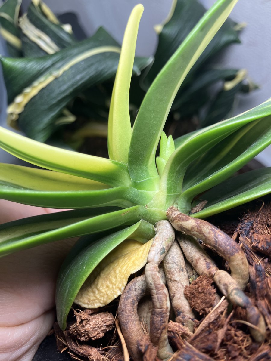 名護蘭 】明丸縞 363 ナゴラン 名護蘭 明丸縞 Sedirea Japonica