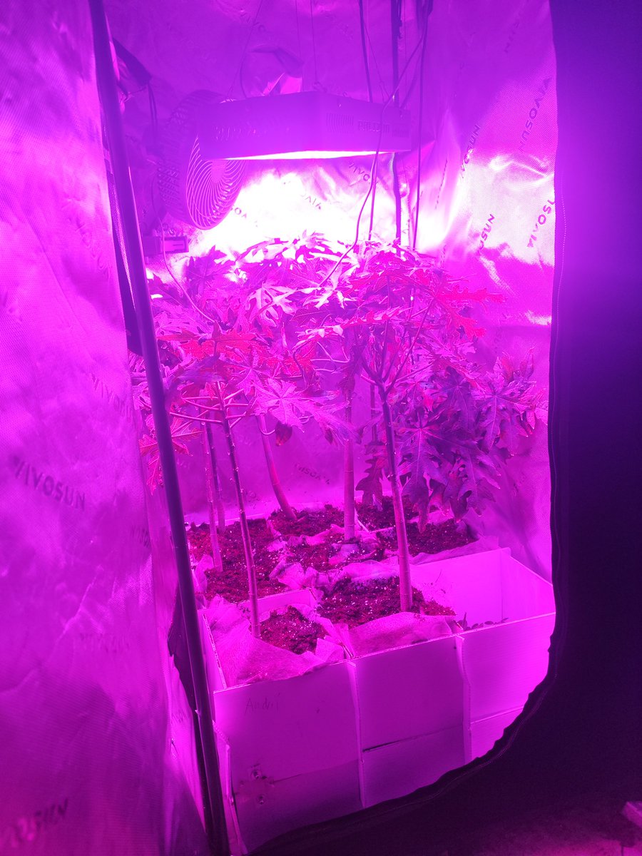 Transplanted my dwarf Papayas today into 10lt pots.