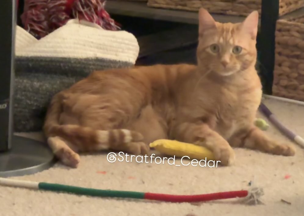 Using my NanaPhone to check on all our furriends hunkering down for this big winter storm. Not supposed to get a lot of snow here, but very cold. Sending paws to everyone impacted. 

<a href="/PuddlesO/">Miss Kona & Puddles (her hoom)</a> Kona! We hear Arkysaw is going to be a mess! 

-Stratford 🧡🥶