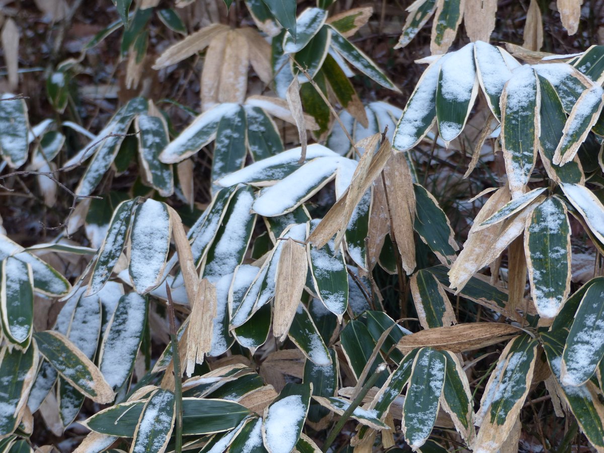 うっすらと雪が積もっている白石城です
