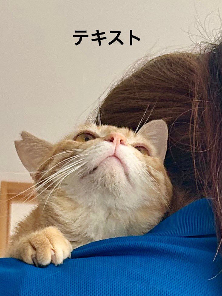 kat_ladybug_chi's tweet photo. 肩の上が一番落ち着くみたい。
でも、その顔は何を考えてるの…？😂

#猫好き　#茶トラ　#肩のり https://t.co/zMGkwVbNqK