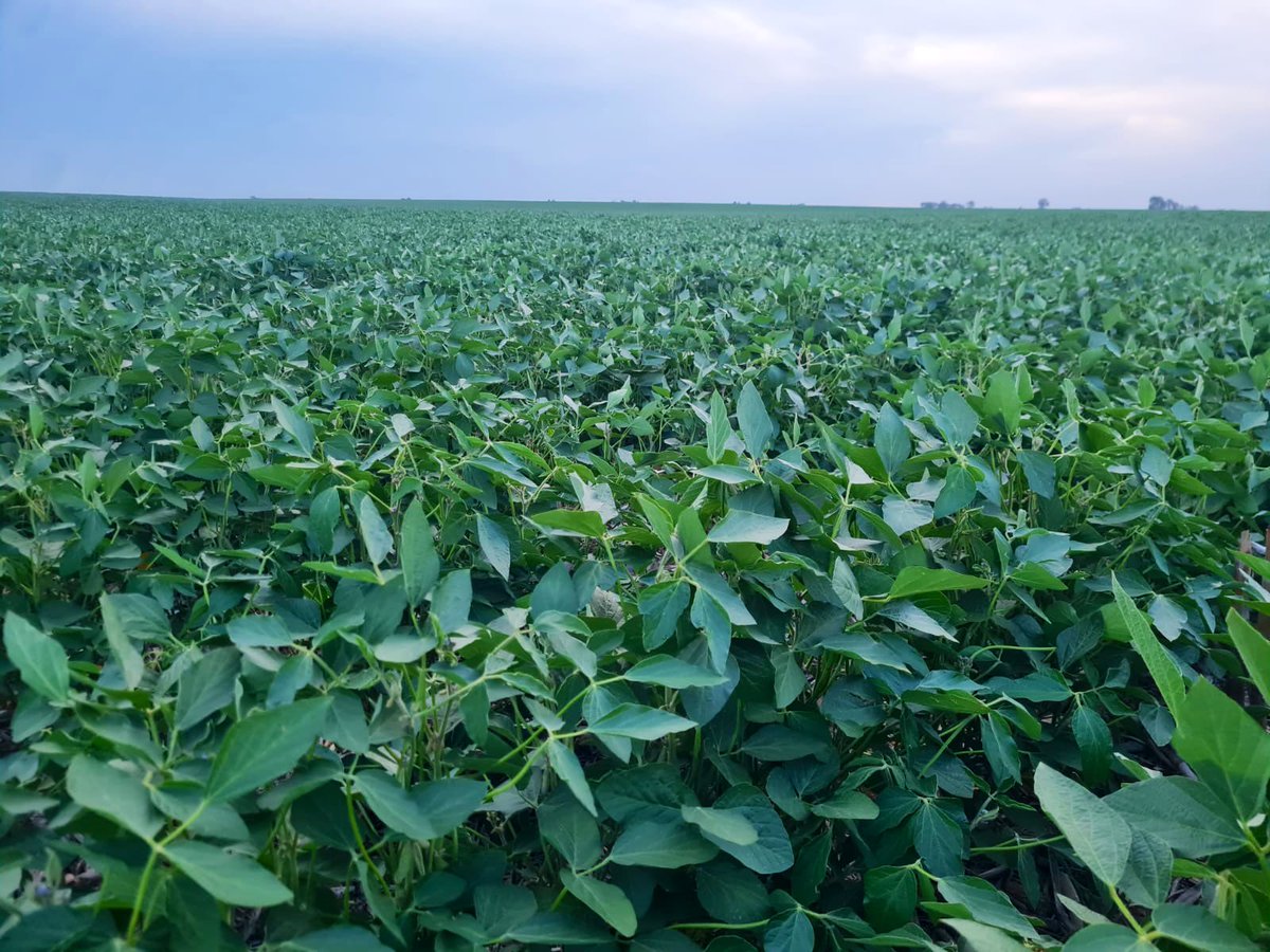 Aguante aguanteee….