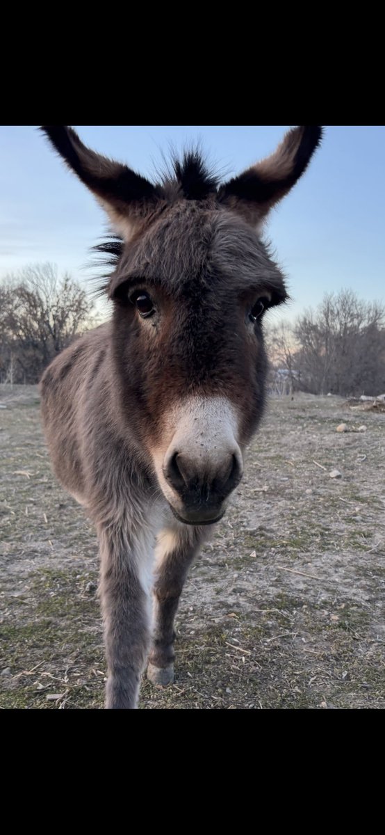 Uncle Cloyd • 🫏👑 tweet media