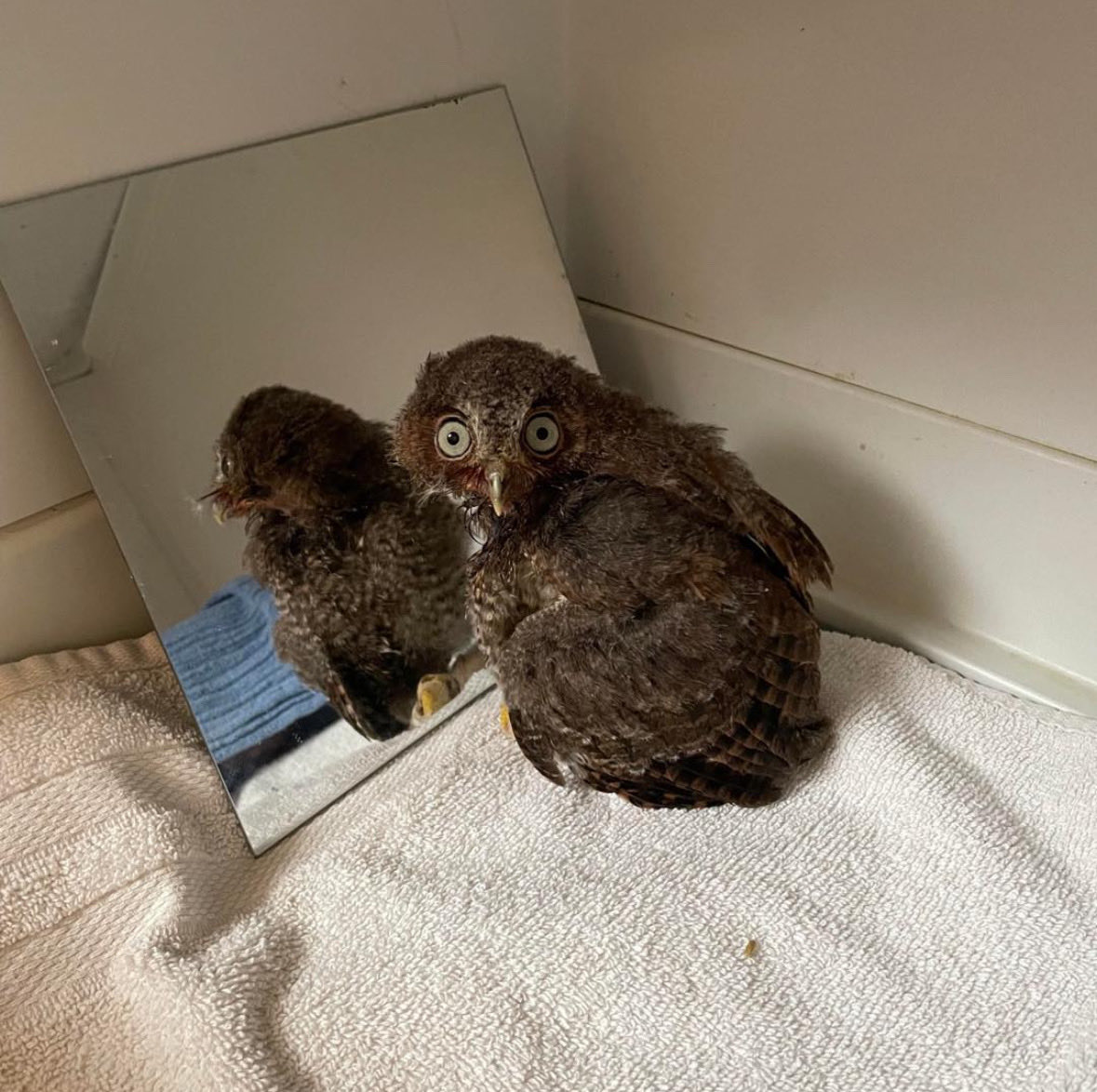 Savos International (@savosandsavos) on Twitter photo 