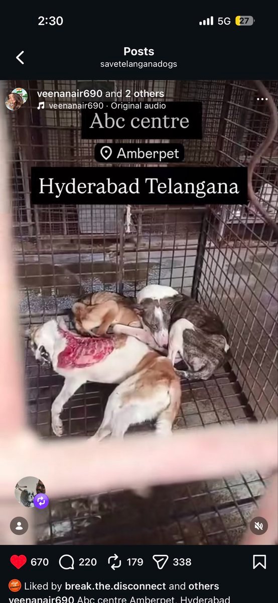 PhaedraXTeddy's tweet photo. All dogs in #India 🇮🇳 are being collected with nowhere to go after decision of SupremeCourt. Dogs end up in bad situations, like eating their dead friends and dying of thirst at a taxpayer funded ABC center/spayneuter&amp;vax center. #SaveIndianDogs ! https://t.co/qj0hsA1NCy