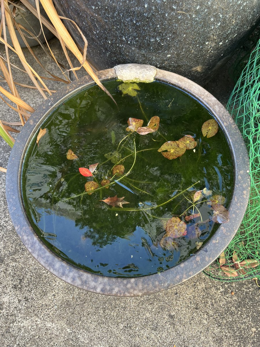 おはようございます😃今日も氷張ってる。1日頑張りましょうかね。本日もよろしくお願いいたします🙇

#ペットセルフシャンプー
#大田区
#洗足池