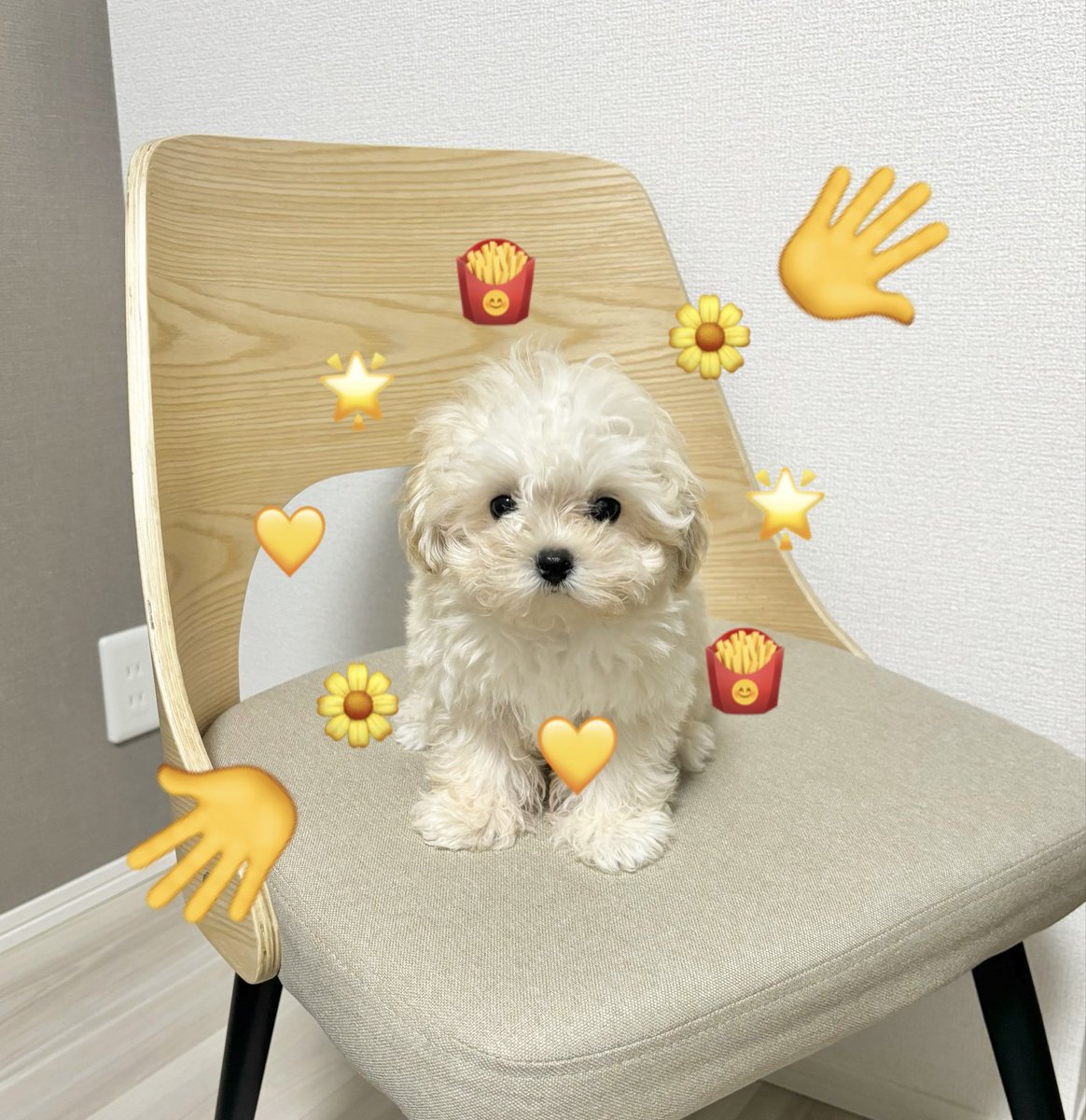 マルプーのぽてと (@potato_maltipoo) on Twitter photo 