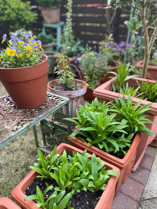 ruby63637's tweet image. If flowers can grow through concrete, what’s stopping you from flourishing anywhere? 🌸🌿 You’re stronger than you think keep blooming, no matter the place or pace. 💪.