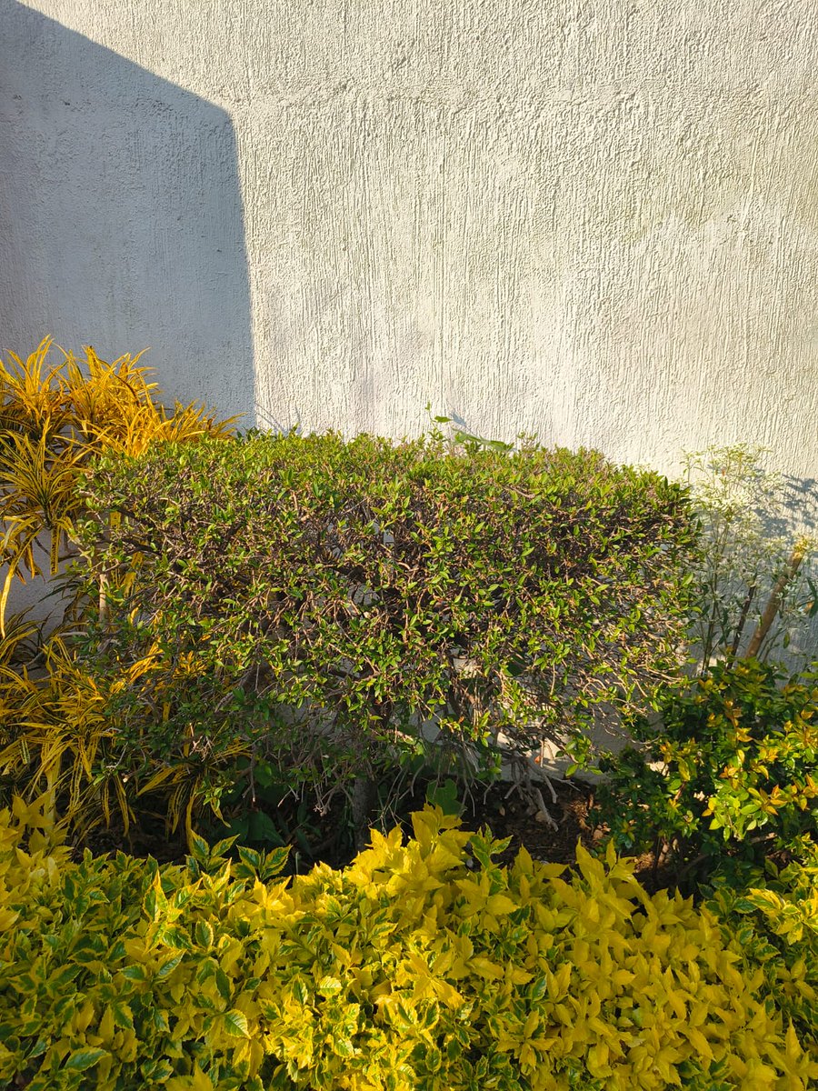 Un ratito fuera del #juevesdeantesydespues de <a href="/LupillaKim/">Lu</a> y regreso con un arbusto que tenemos afuera del condominio; mi hermana <a href="/Larizgu/">N</a> lo amenazó que si no se recuperaba se iba, y resultó 😂.
Del 22/11/25 al 16/01/26.
#Felizjueves 👋🏻😄