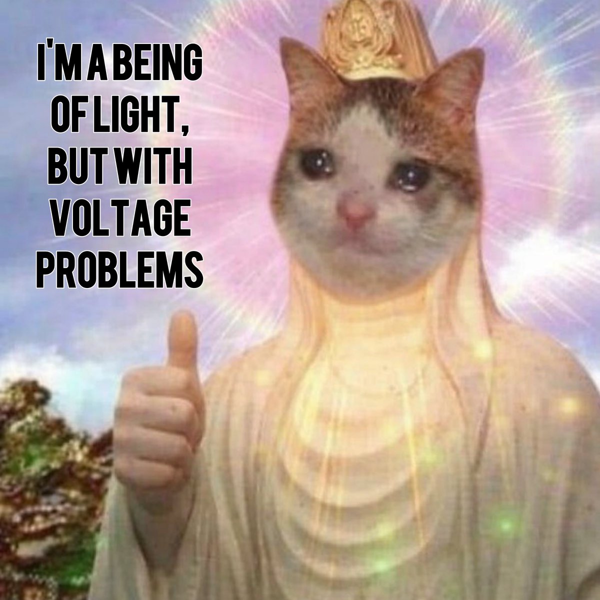 ok cat (@okcatmeme) on Twitter photo 