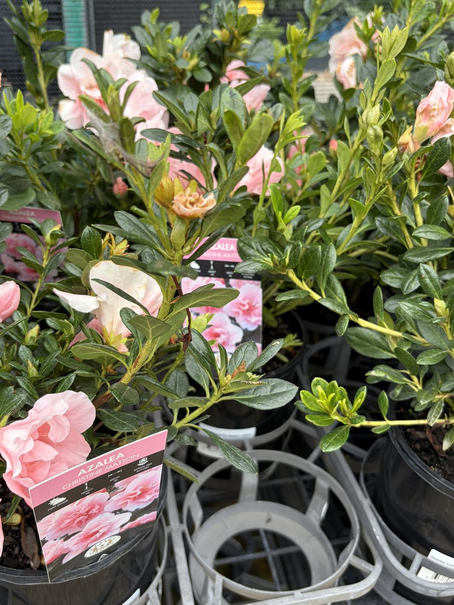 DirectNursery's tweet photo. After some lively flowering and colourful Azalea for your gardens then we can help. 
#Azalea #Plants #Brisbane #Gardens #Nurserydirectonline website the place to go to and send them a message. https://t.co/nIatNvJ6f4
