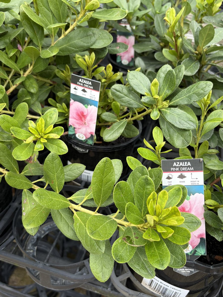 DirectNursery's tweet photo. After some lively flowering and colourful Azalea for your gardens then we can help. 
#Azalea #Plants #Brisbane #Gardens #Nurserydirectonline website the place to go to and send them a message. https://t.co/nIatNvJ6f4