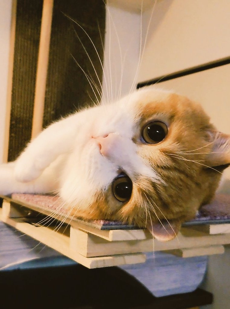 おちゃまる (@ochamarusan0126) / Posts / X