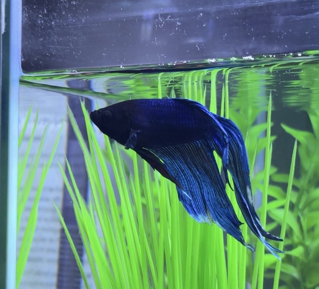 Gracias por hacer feliz a mi niña interior, extrañaré tanto verte nadar 🥺🥺🥺🐠♥️