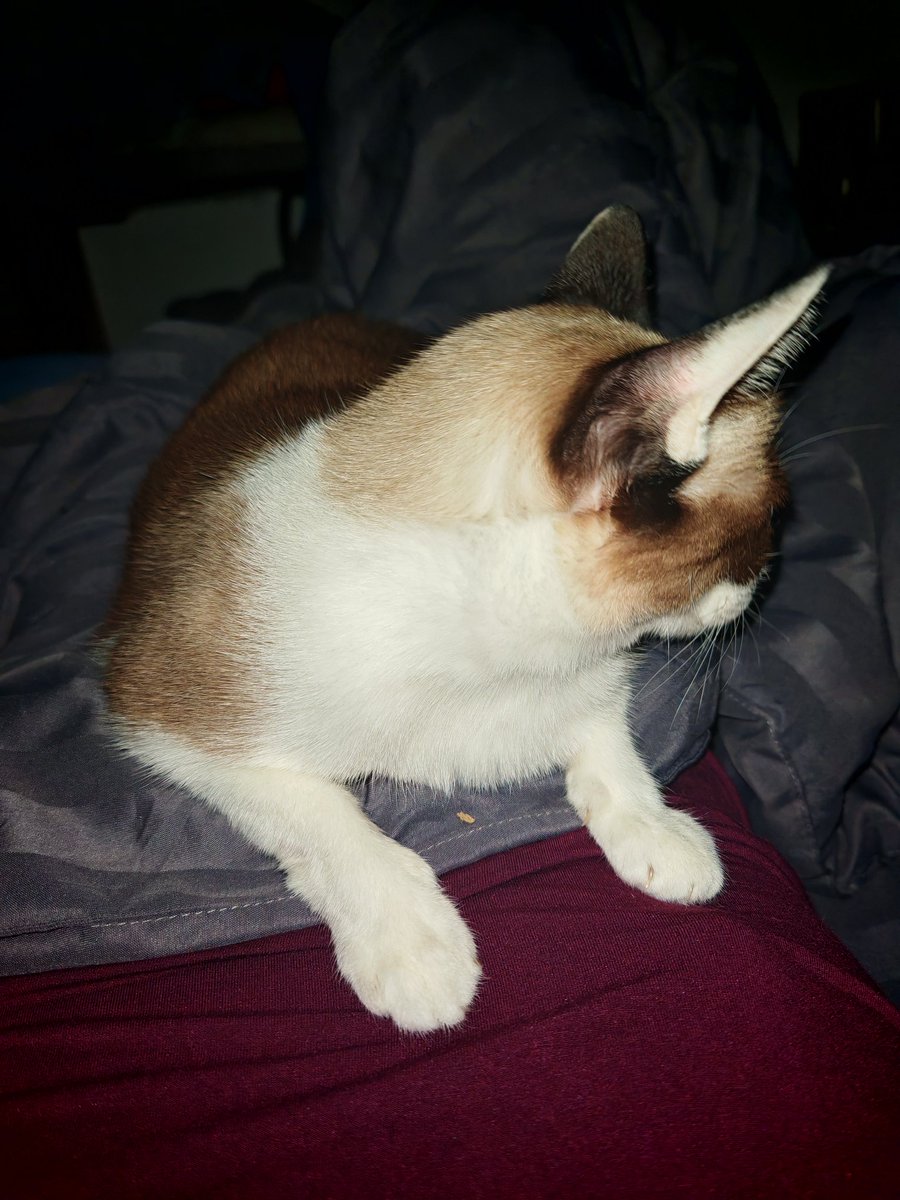 OhaNya~ what do you choose? Stream VS Sleep
#อ้ายแมวนี่​
ถ้าหนูจะนอนทับอกขนาดนี้​ ละเค้าจะลุกไงอะครีม