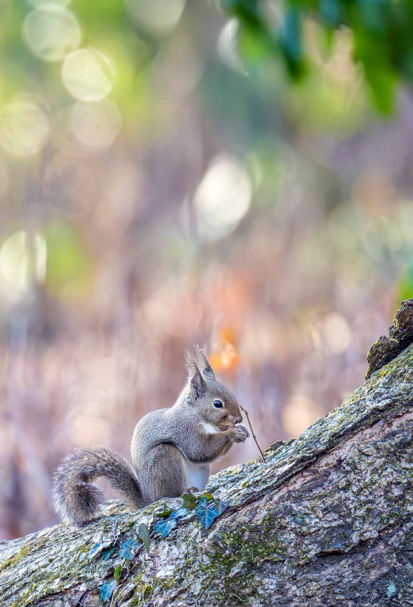 －3℃
ここは大寒以降最低気温がマイナスですが、大雪が降っている地域では大変ご苦労されていることと思います。お気をつけてお過ごしください
＃ニホンリス　＃大雪