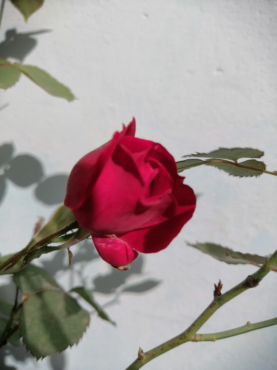 گلوں میں رنگ بھرے باد نوبہار چلے
چلے بھی آؤ کہ گلشن کا کاروبار چلے