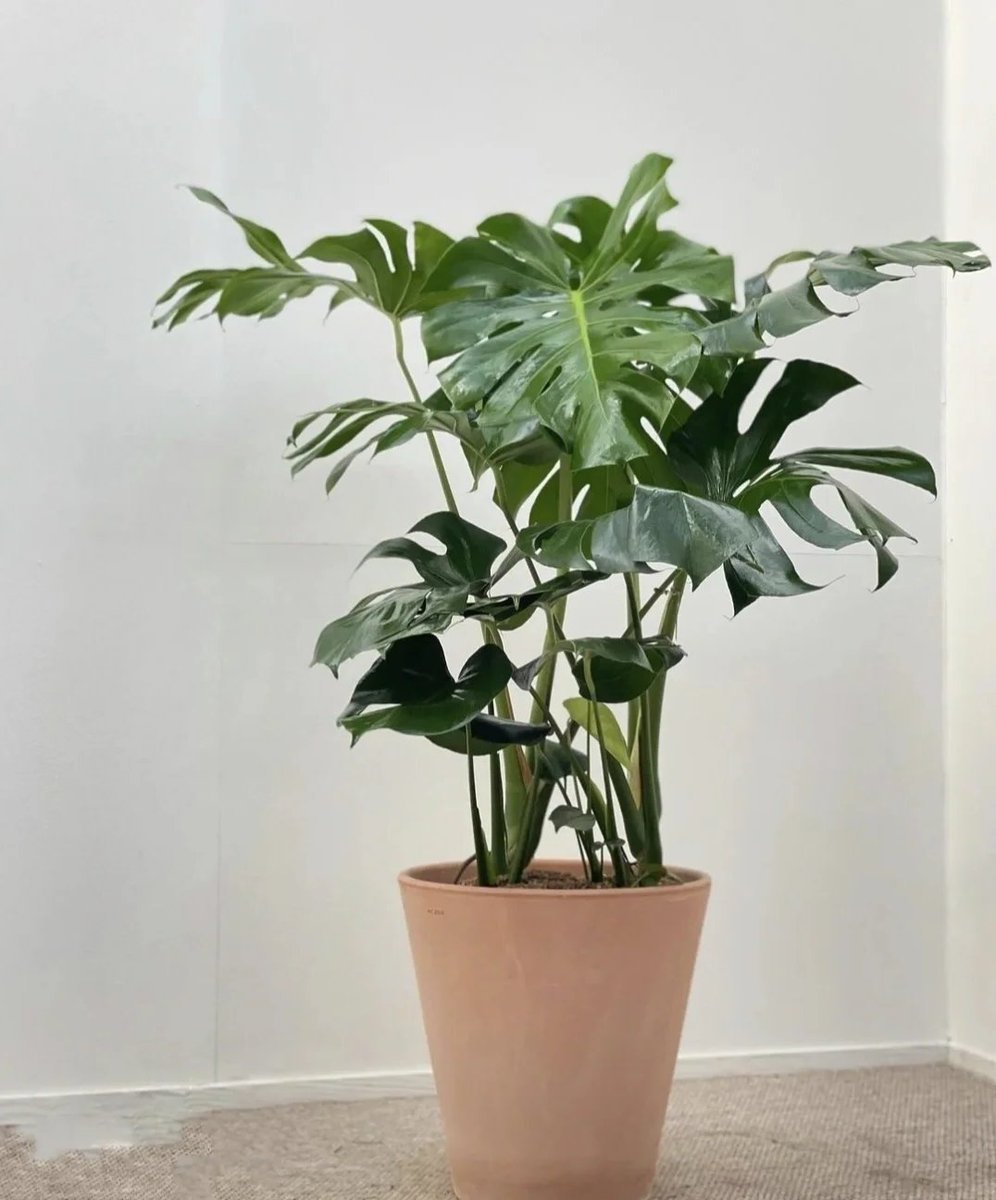 eum_jemog's tweet photo. " Monstera Deliciosa Care Tip   Water when top 2 inches of soil feel dry; bright indirect light = happy leaves! Avoid direct sun (it burns those gorgeous splits).  #PlantParent #GreenThumb" https://t.co/cazJyhWcJB