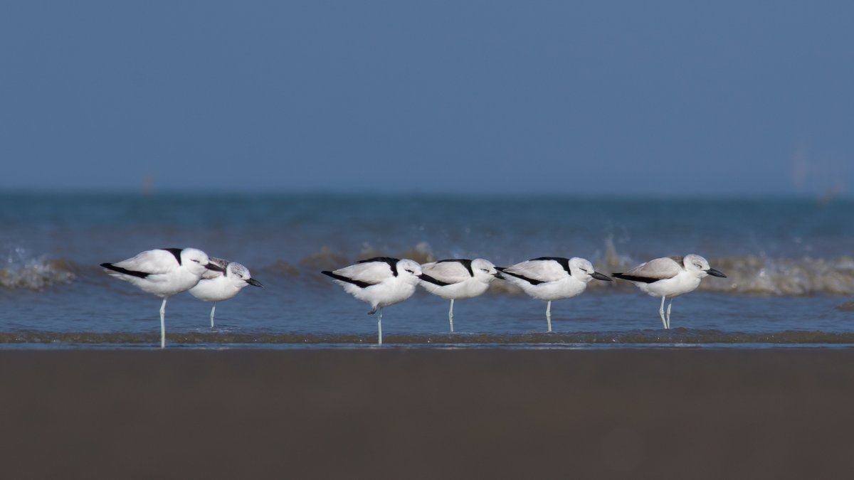 Crab-Plover - Dromas ardeola. Forages in flocks

Modhva Beach, Gujarat, India 🇮🇳
 
#birdphotography #NaturePhotography #wildlife #birds #IndiAves