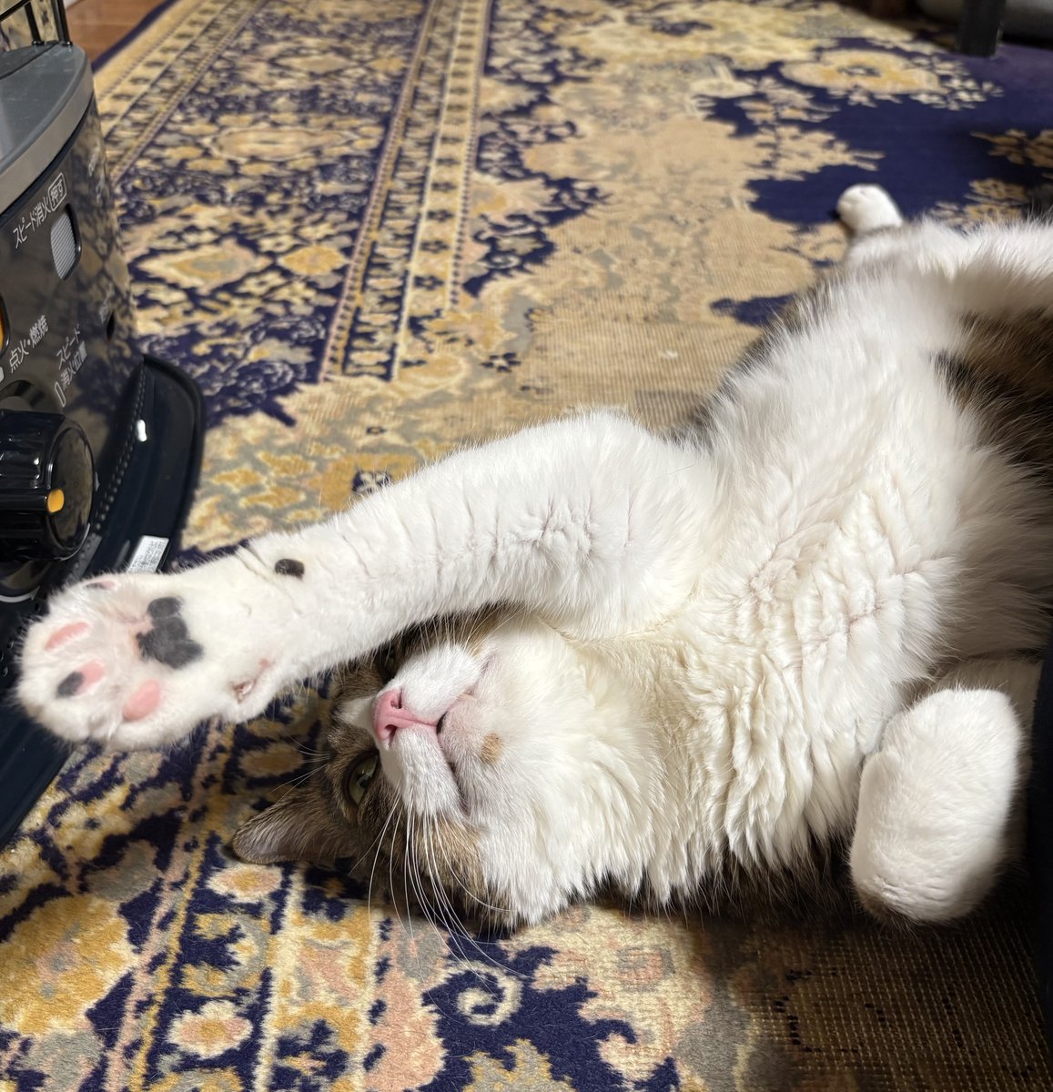 主🔥独り占め😽🙌 #猫好きさんと繋がりたい