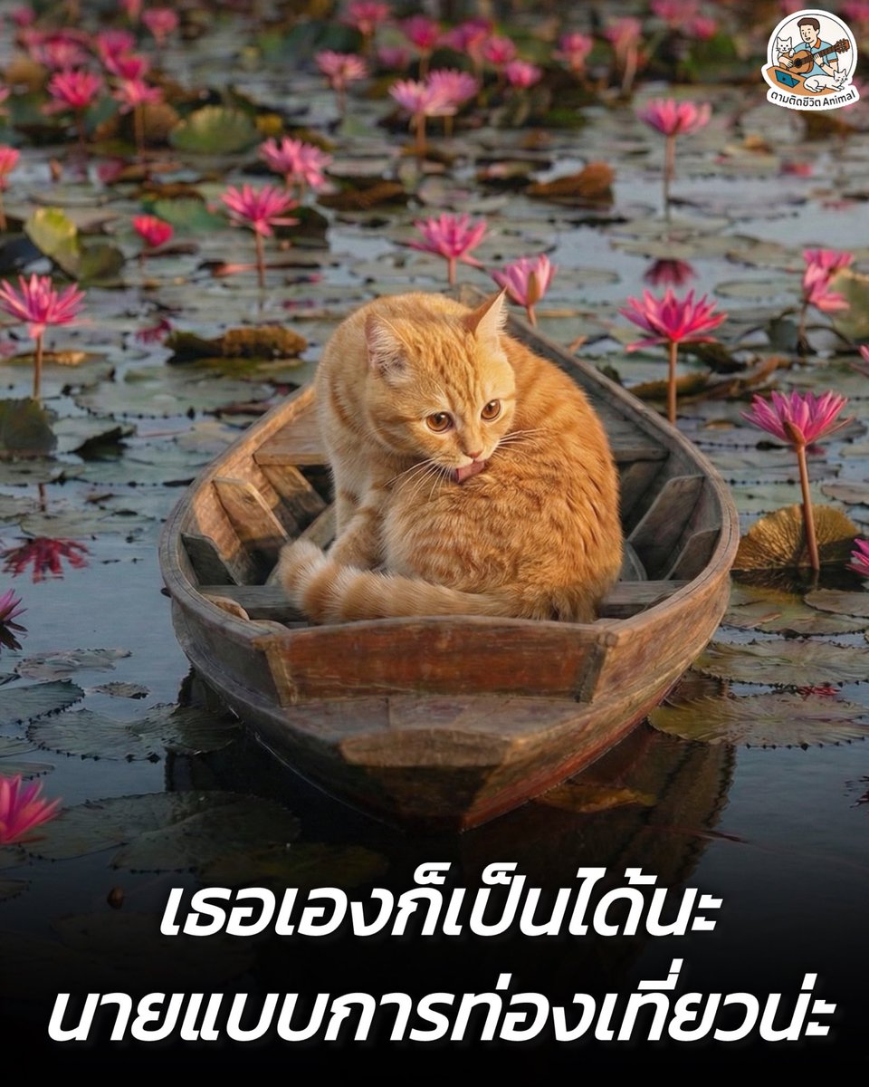 AnimalFW_TH's tweet image. ก า ร ท่ อ ง เ ที่ ย ว อเมซิ่งไทยแลนด์ X แงวส้ม 😬😬😬
อาณาจักรสัตว์โลก มีม&amp;amp;สาระ By ตามติดชีวิตAnimal
#แมว #หมา #ทาสแมว #อาณาจักรสัตว์โลก #ตามติดชีวิตAnimal