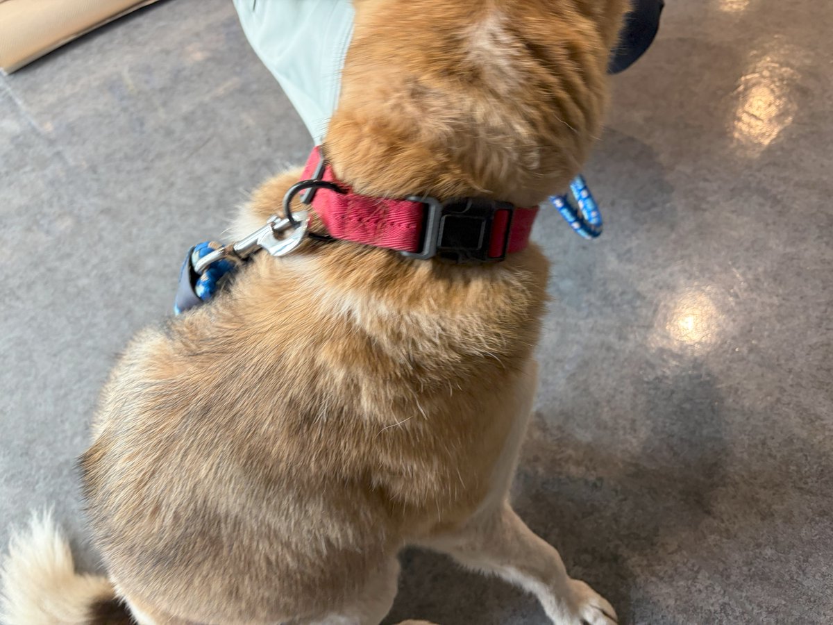 city_Ohtawara's tweet photo. 迷い犬を保護しています
本日1時30分頃、若草1丁目地内（アトラス大田原ホール付近）、にて茶白の迷い犬１頭を市役所生活環境課にて保護いたしました。
お心当たりある方は生活環境課までご連絡ください。
【特徴】
種類：ミックス（推測）
性別：メス（推定）
サイズ：中型
首輪：赤色（ナイロン地） https://t.co/Hlz5gpkcOn