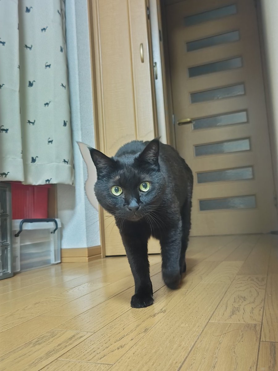 guy_ferd's tweet image. 発光した