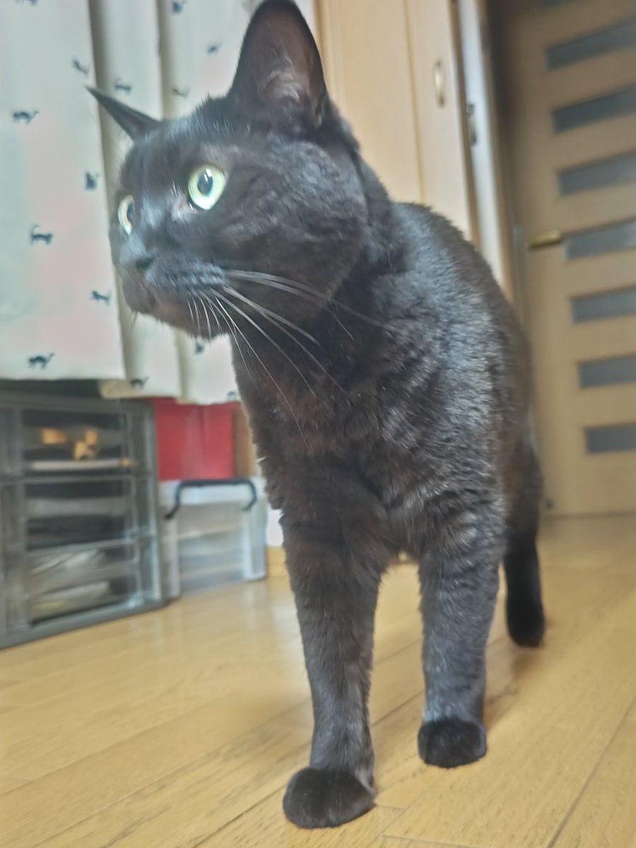 guy_ferd's tweet image. 発光した