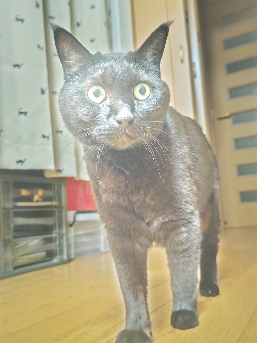 guy_ferd's tweet image. 発光した