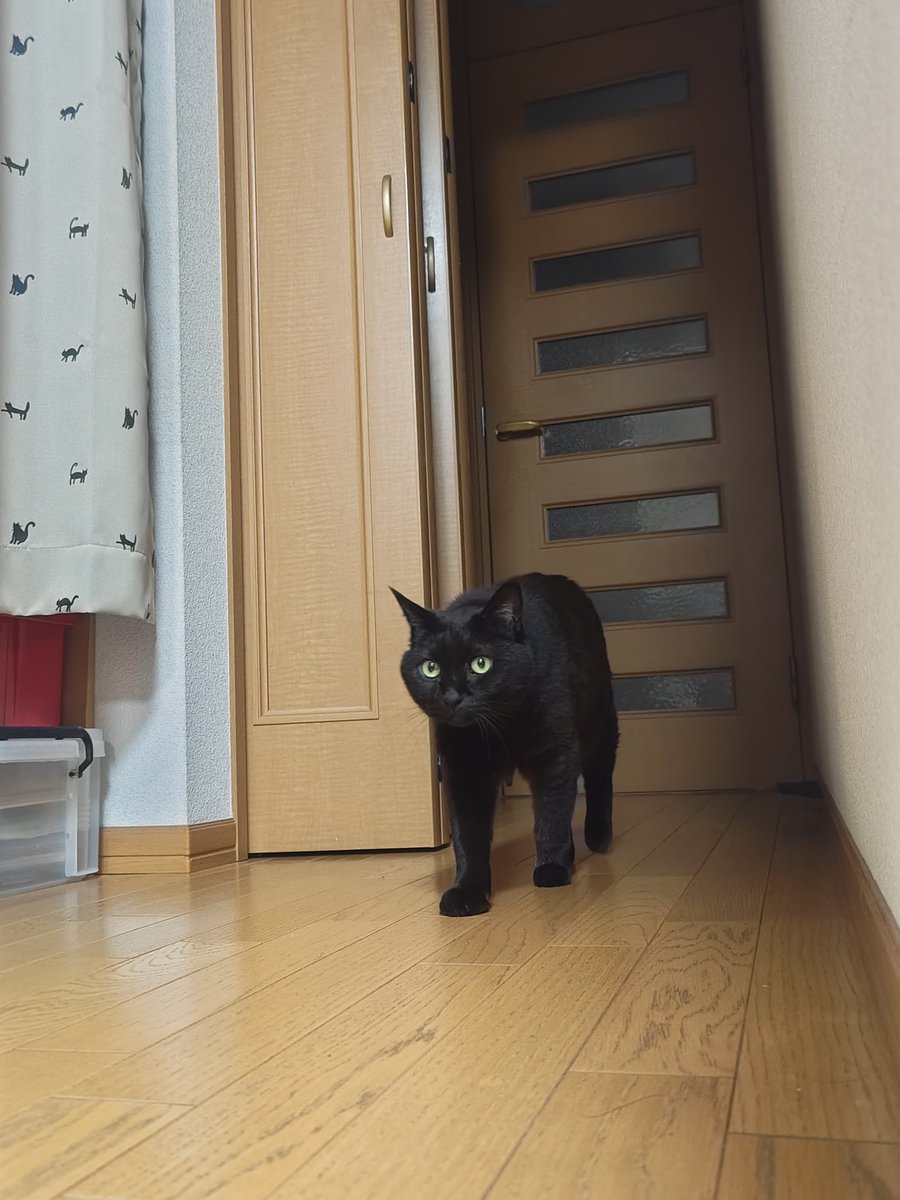 guy_ferd's tweet image. 発光した