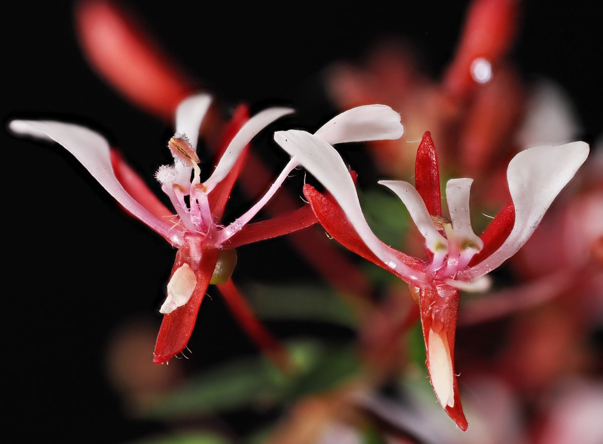 Alan Rockefeller tweet media