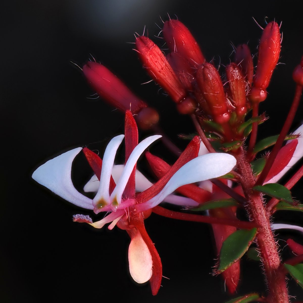 Alan Rockefeller tweet media