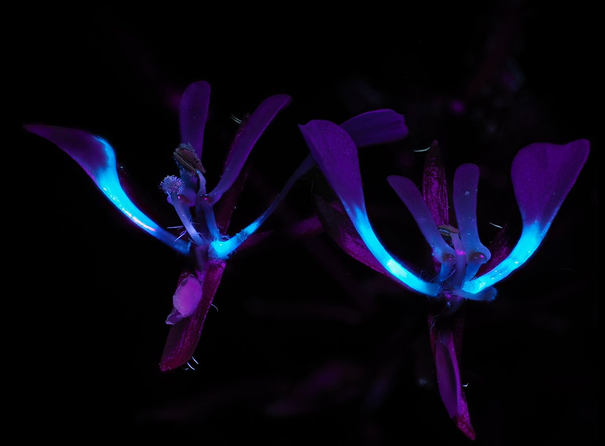 Alan Rockefeller tweet media