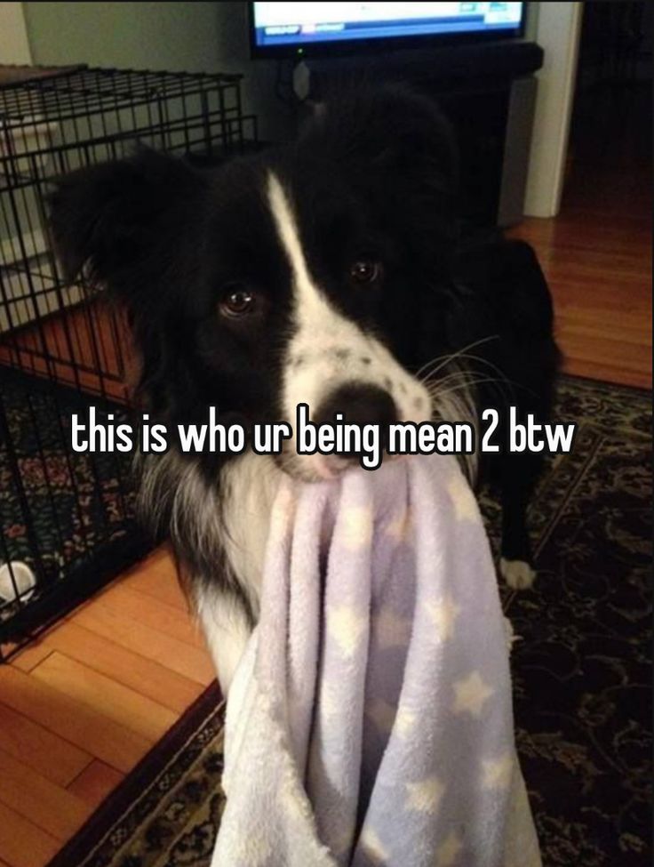 caninepoetry tweet media