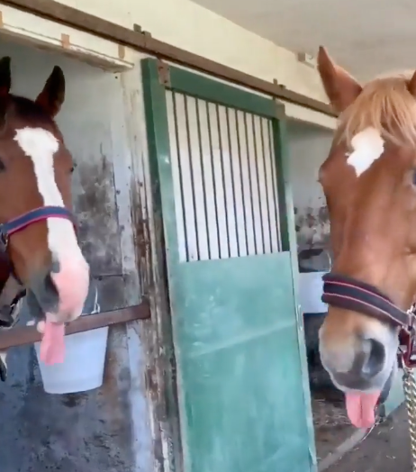 cocoarini's tweet photo. Two besties horsing around 👁️👅👁️

(Meisho Doto and Taiki Shuttle!) https://t.co/LGiuX0fAco