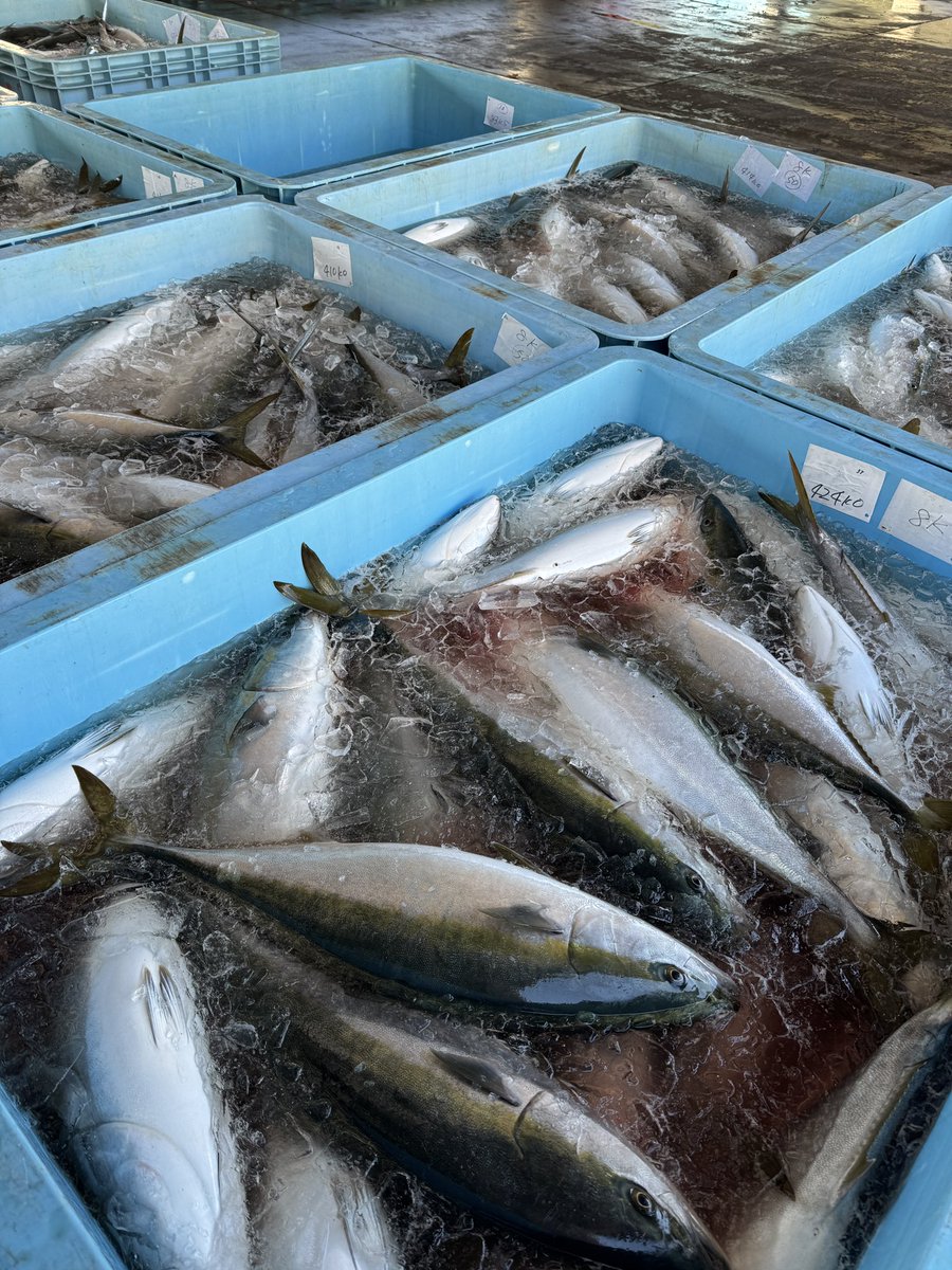 kukichoowase's tweet photo. 本日ブリ大漁🚩
寒ぶり🐟まるまるしてました！ https://t.co/MNjaHR43W8