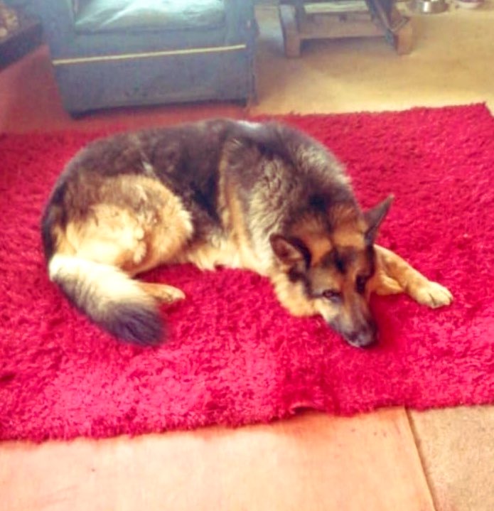 Gentecita, si ven alguna publicación donde hayan encontrado a este perrito en la zona afectada por los incendios, por favor avísenme 🙏
Se llama Aquiles y es de Lirquén.
Se los agradecería muchísimo.