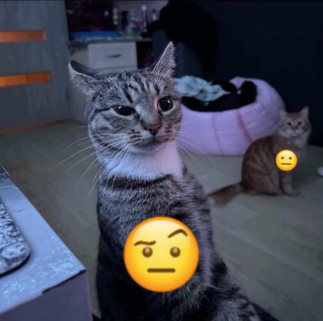 PunchingCat's tweet image. 