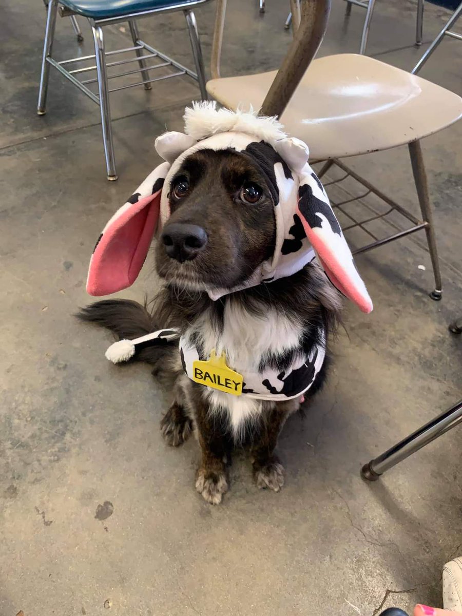 ValSamari's tweet image. VENDO BECERRO
Da la pata y entiende por su nombre.
Solo no sabe mugir.
Si no sabe de vacas por favor no opine.
Info DM