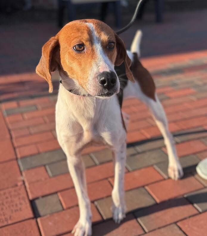 dogs_dc's tweet image. Thursday, January 22, 2026

PLEASE🙏 share for:

Prince George County Animal Services &amp;amp; Adoption Center
8391 County Drive
Disputanta, VA  23842

(804) 991-3200

With inclement snow weather on the way, most of us are preparing with groceries and blankets, but Cindy Lou Who🐾🐾 is…