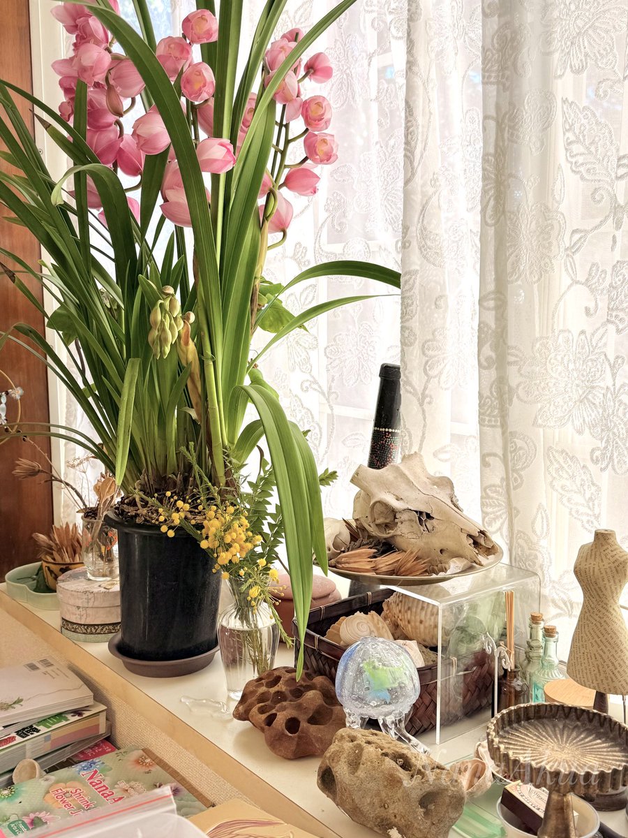 【植物の話】
カインズに行ったらシンビジウムが値下げされており、どこに置けるか考えもせずつい購入

大寒時期のアトリエは朝晩エアコンないと8度位まで下がってしまうけれど、5度位まではなんとか耐えてくれるらしい…

夢は部屋をジャングルのようにしたい
（熱帯エリアに住んだ方が良いのでは）