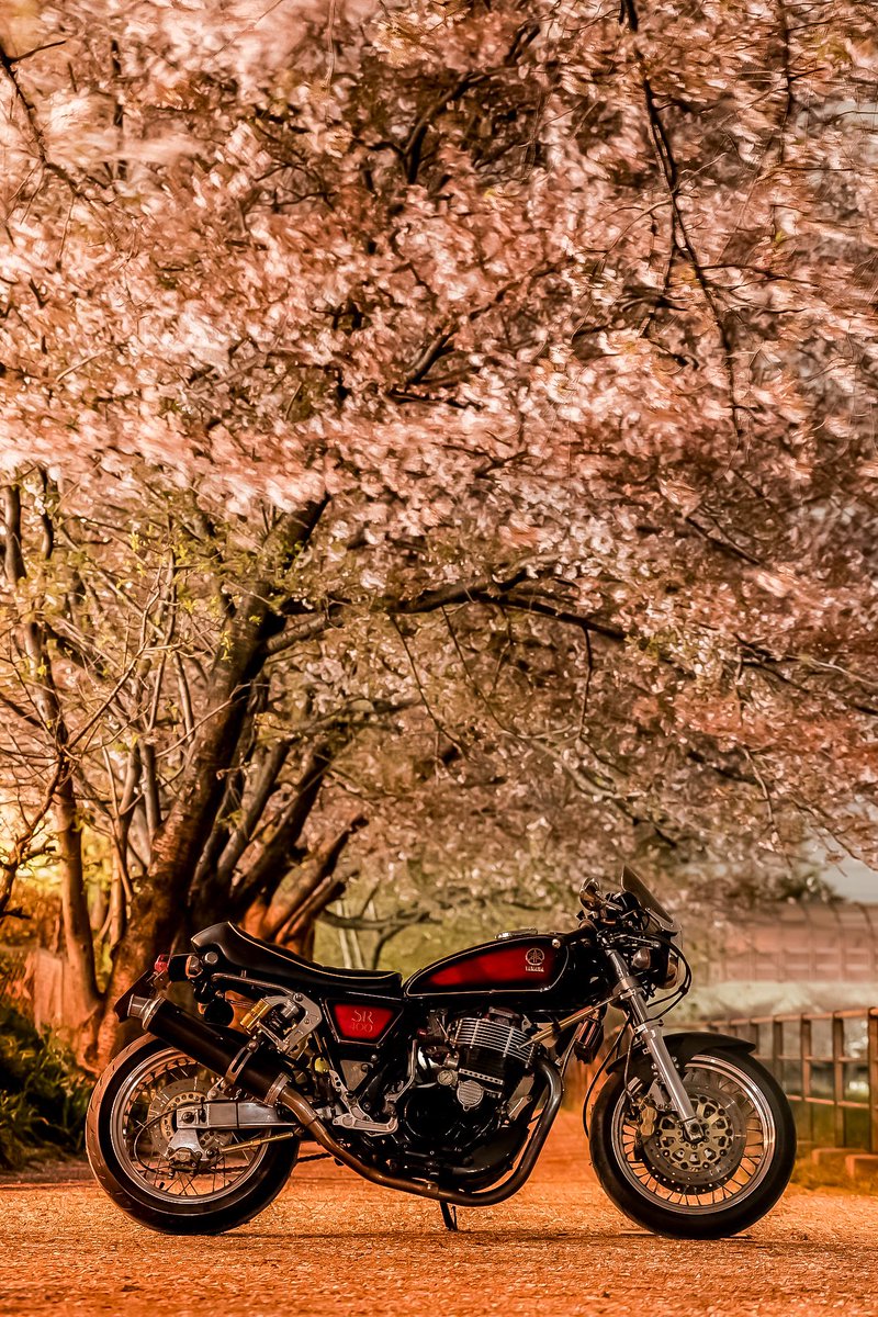 NakedKouji's tweet photo. #春が恋しいのでお花と愛車の画像を無言で貼ってね見た人もやってねお願い

#SR400 #SR500 #SR534 #1jr 
#タクト #tact #AB07 
#モンキー #MONKEY #z50j https://t.co/G0919aUwBv